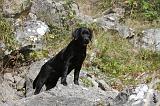 LABRADOR 109